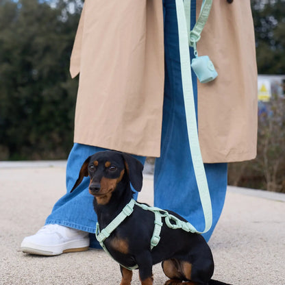 LAISSE POUR CHIEN - Vert d'eau