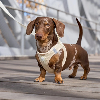 HARNAIS BODY - Beige