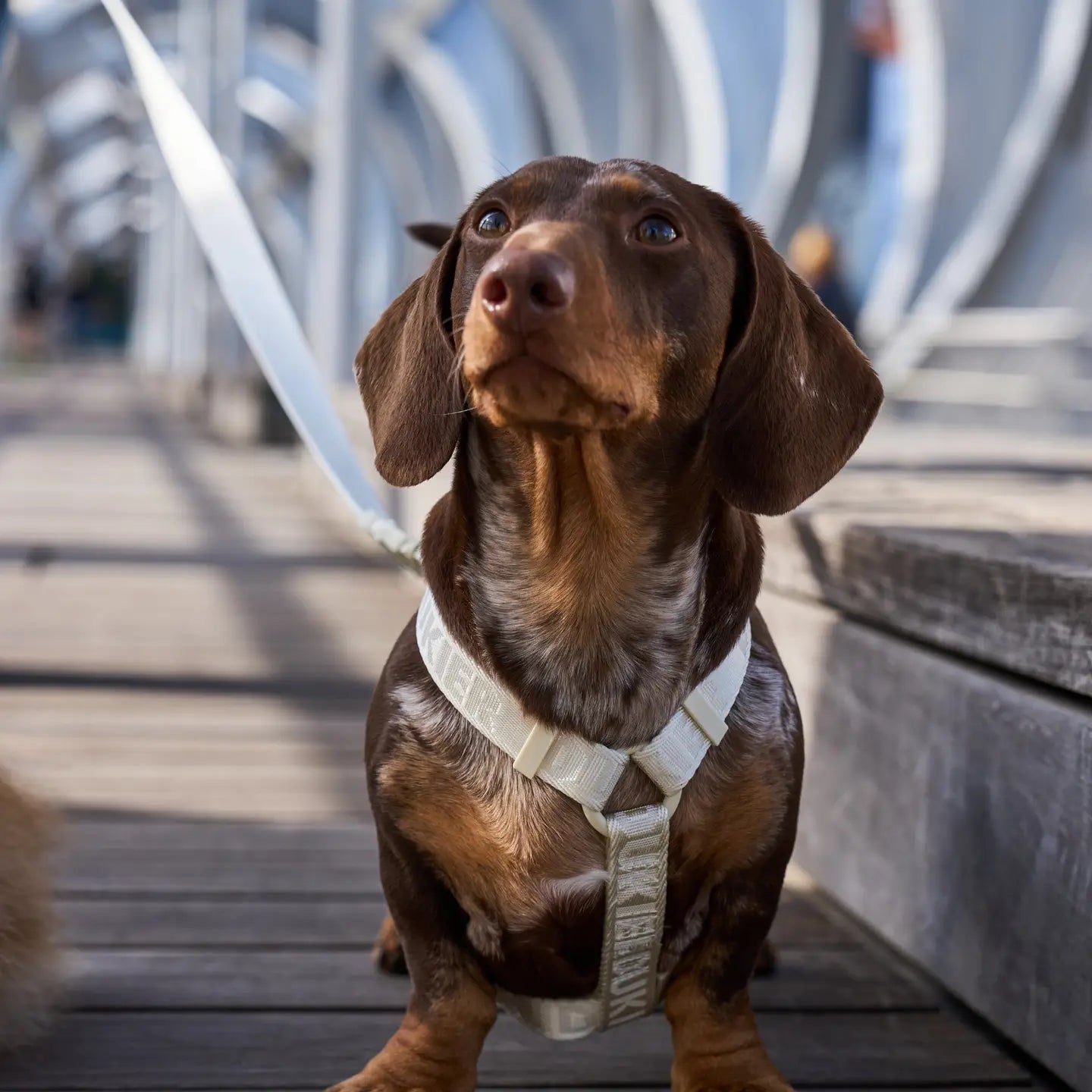 HARNAIS CLASSIQUE - Beige