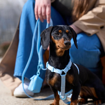 HARNAIS CLASSIQUE - Bleu