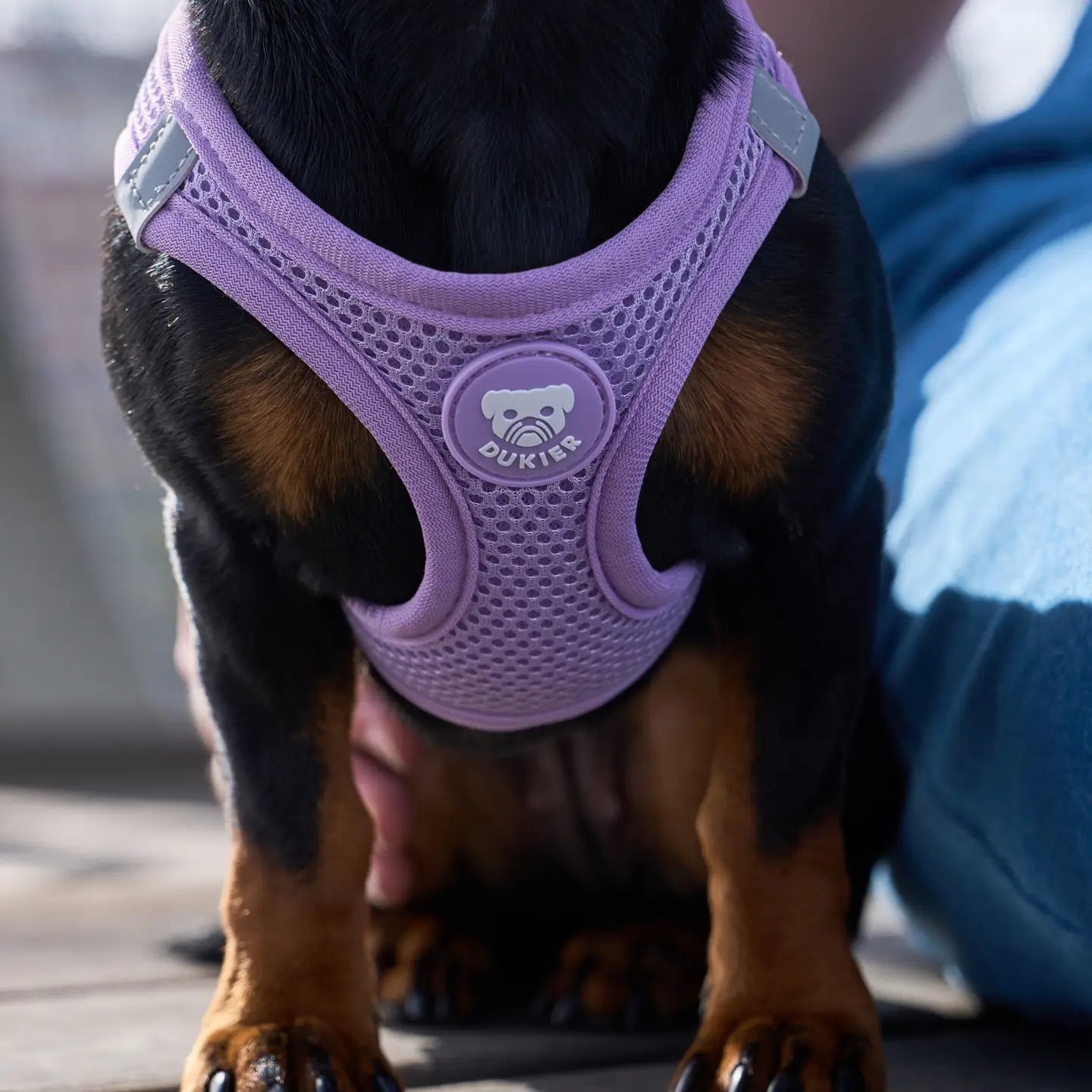 HARNAIS BODY - Violet