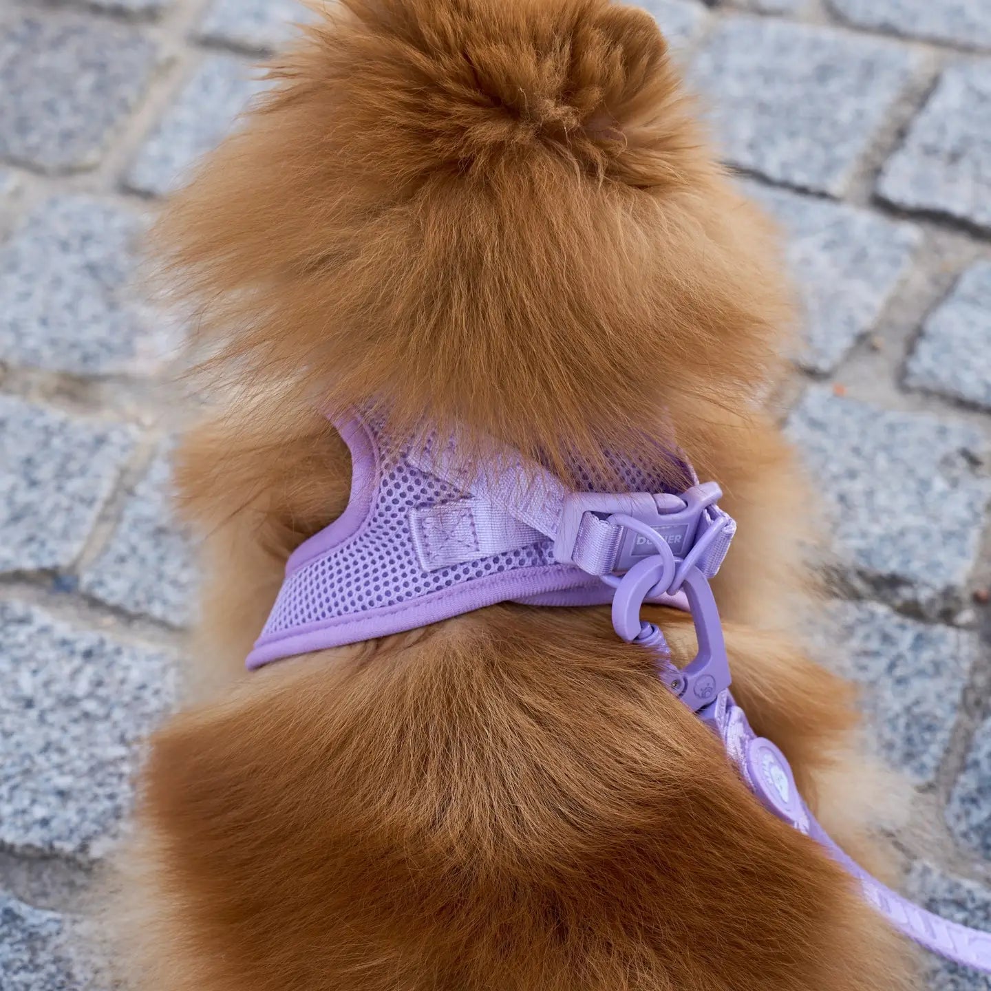 HARNAIS BODY - Violet