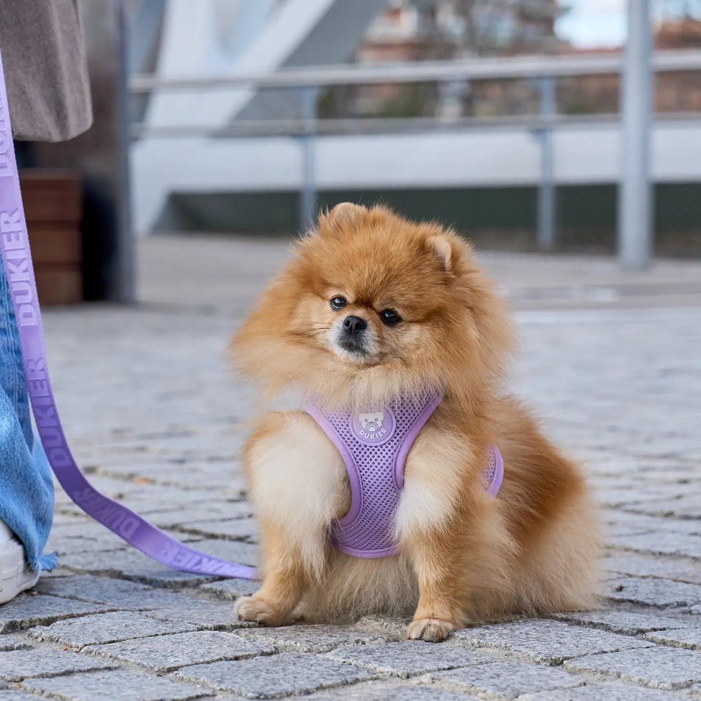 HARNAIS BODY - Violet