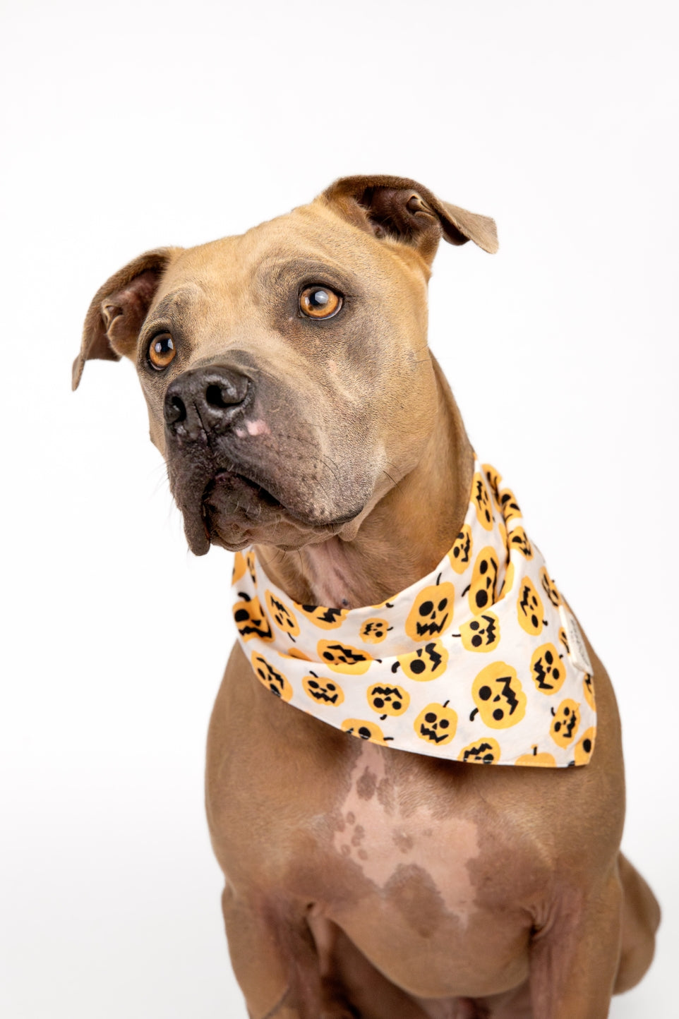 BANDANA - Citrouille Halloween