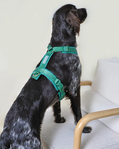 HARNAIS EN TWEED - Vert