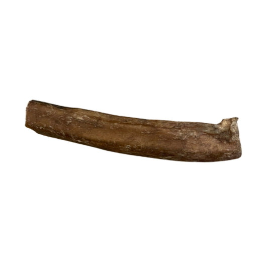 MASTICATION NATURELLE - Nerf de bœuf 15cm