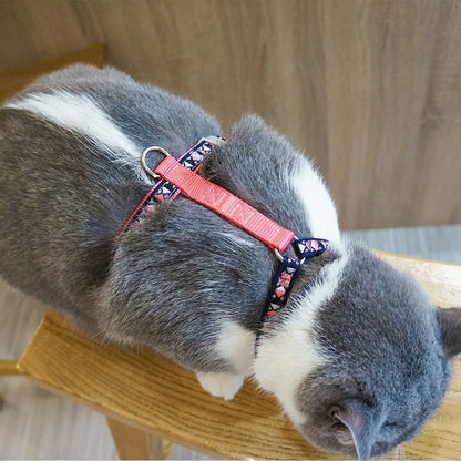 HARNAIS + LAISSE POUR CHATS - Bleu