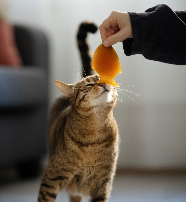 JOUET RÉSINE ORGANIQUE CHAT - Poisson