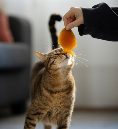 JOUET RÉSINE ORGANIQUE CHAT - Poisson