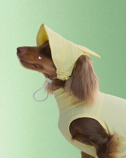 Casquette Lapin - Petit chien