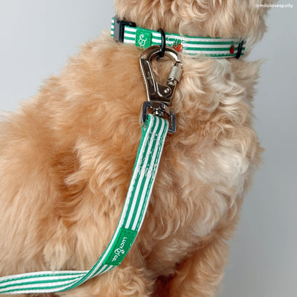 COLLIER POUR CHIEN - Tomate
