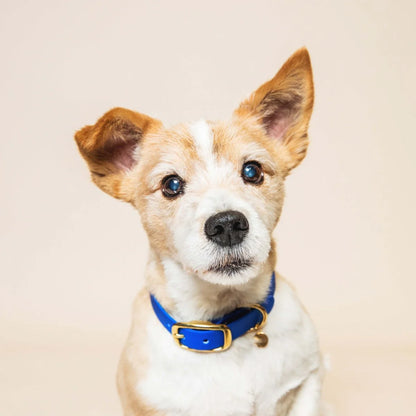 COLLIER IMPERMÉABLE - Bleu roi