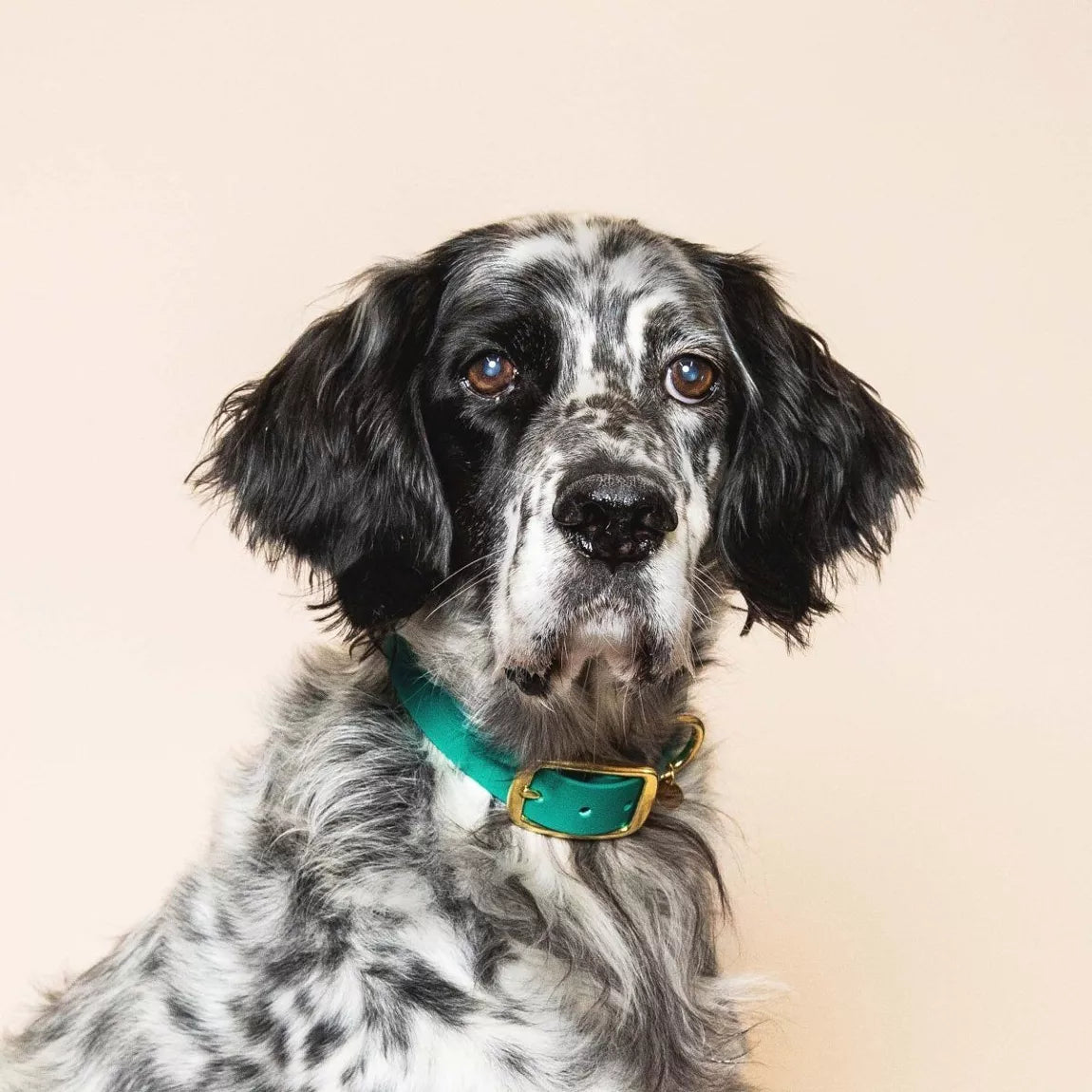 Collier imperméable - Bleu Paon