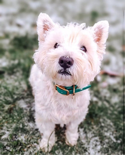 Collier imperméable - Bleu Paon