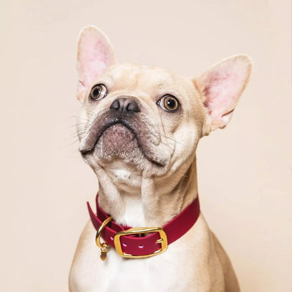 Collier imperméable - Bordeaux