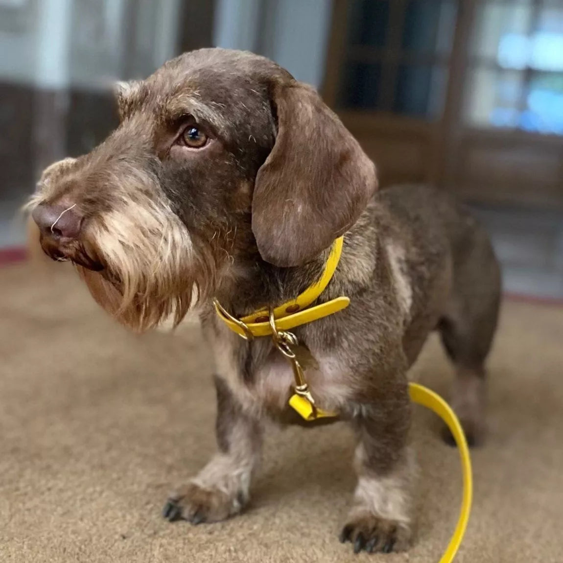 Collier imperméable - Jaune