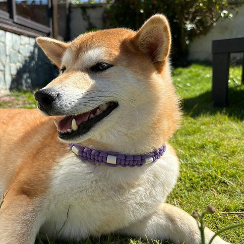 COLLIER ANTI-TIQUE - Sakura