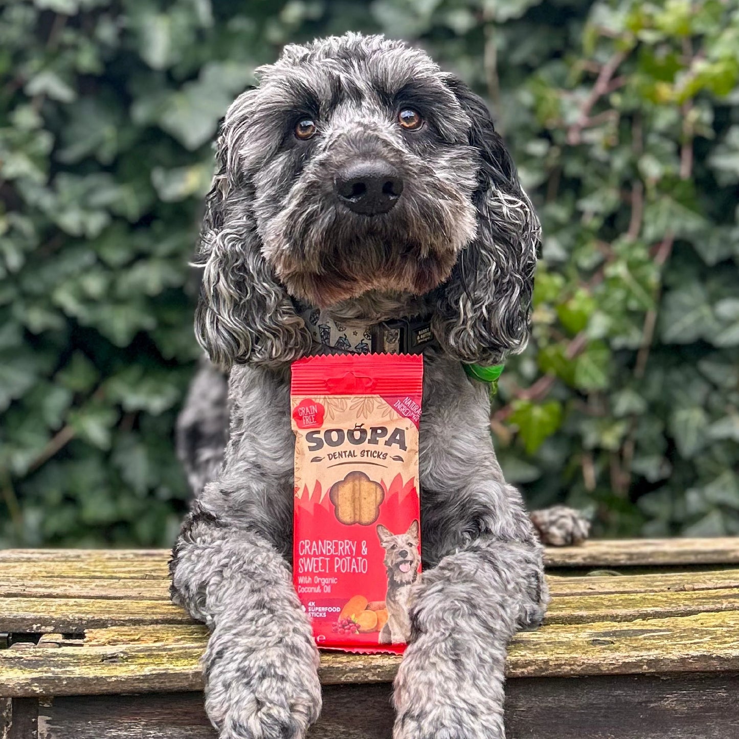 BÂTONNETS DENTAIRES - Cranberry et Patate douce