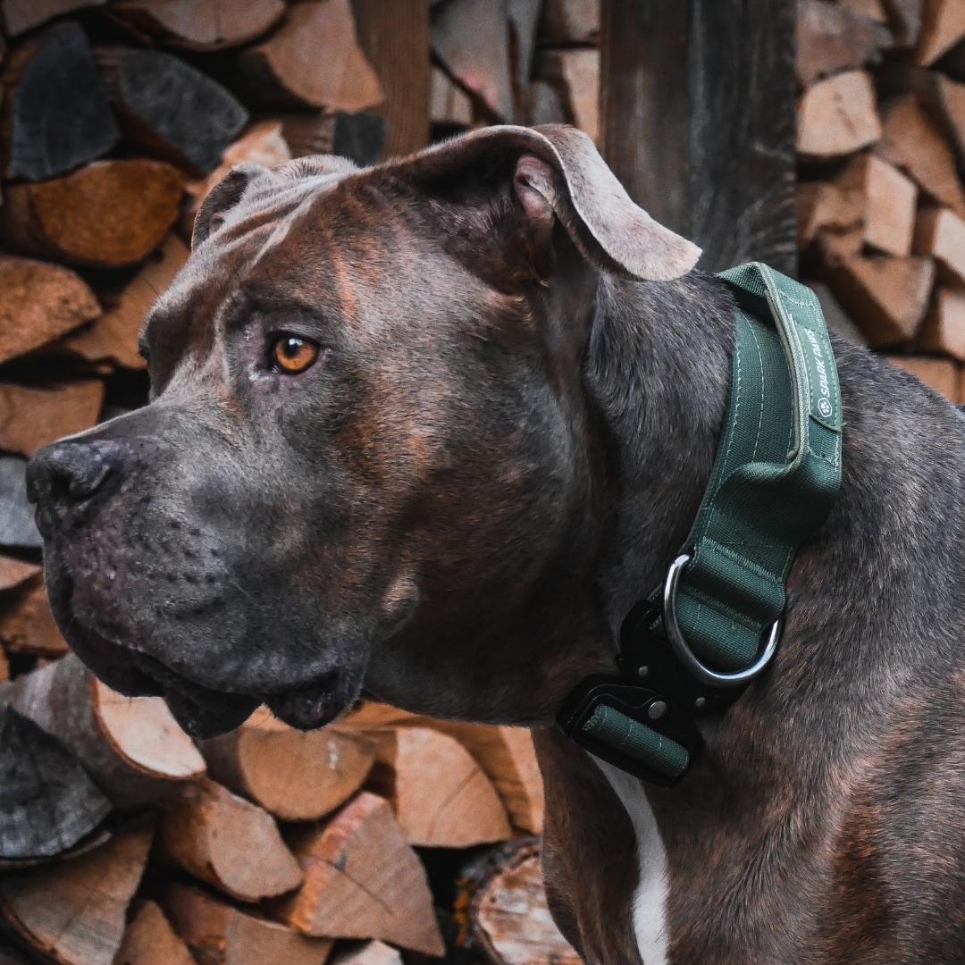 COLLIER TACTIQUE - Vert militaire