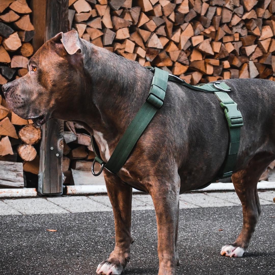 HARNAIS DE CONTRÔLE ANTI TRACTION - Vert militaire