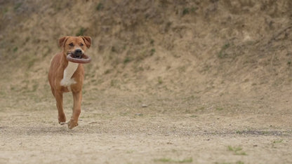 JOUET RÉSINE ORGANIQUE -Bite